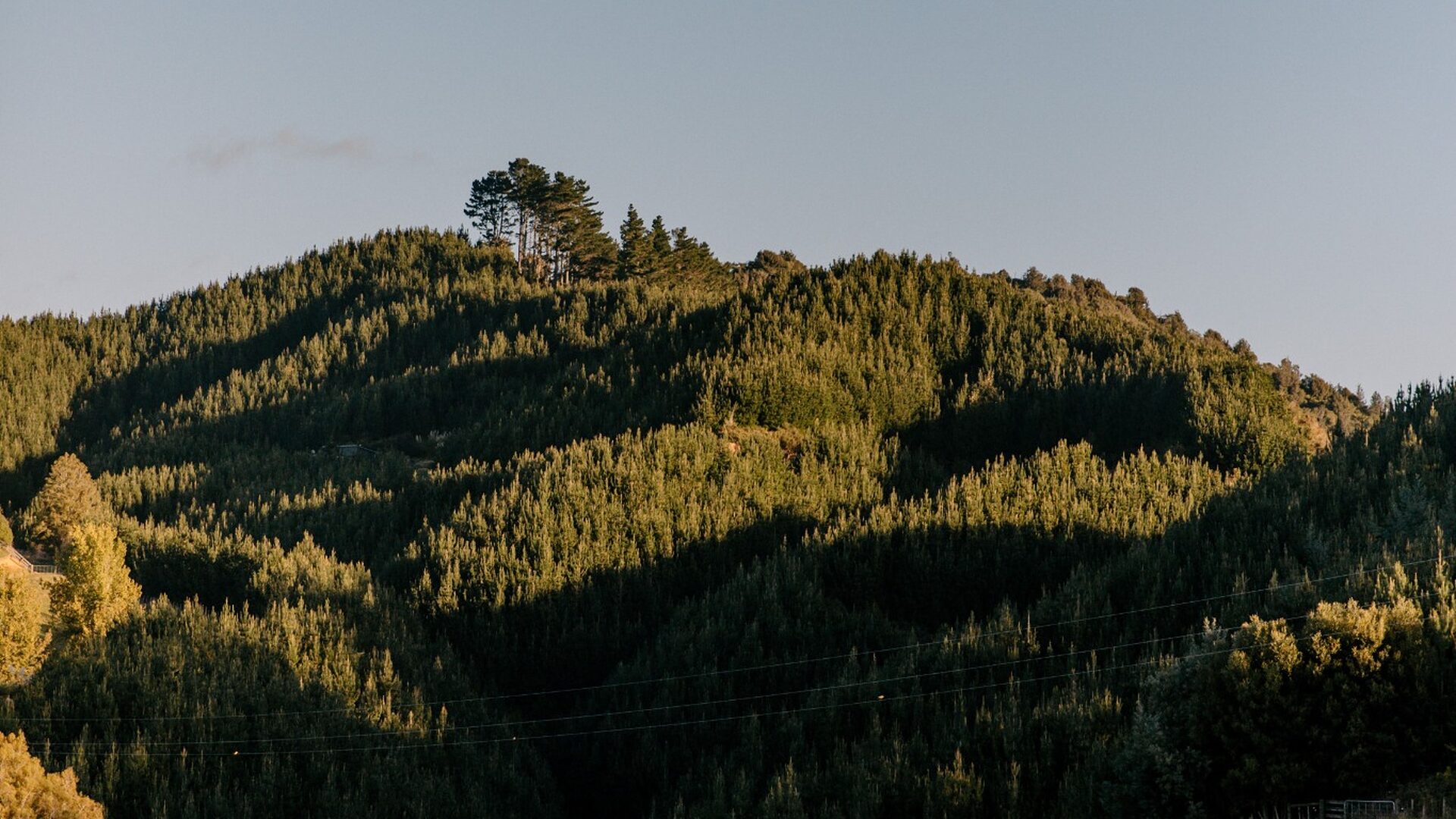 Forestry