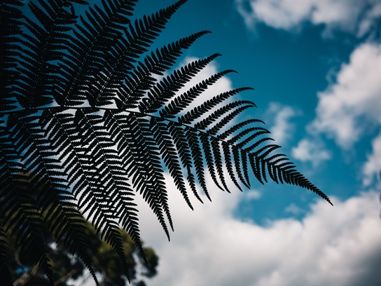 Fern